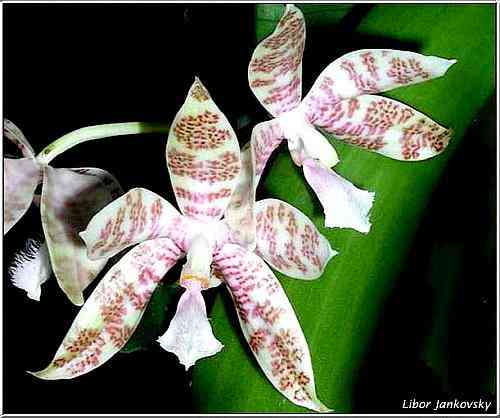 Phalaenopsis hieroglyphica